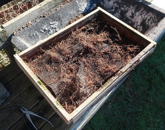 acer palmatum beni chidori 2021 02 24 (11)