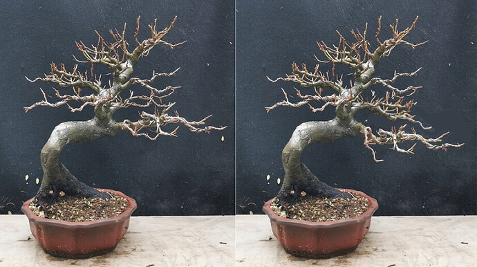 hêtre Shrub virtuel 2