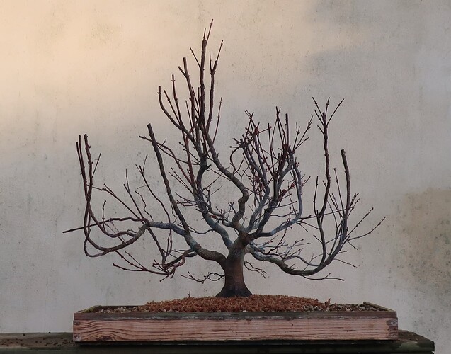 acer palmatum beni tsukasa 2021 03 17 006