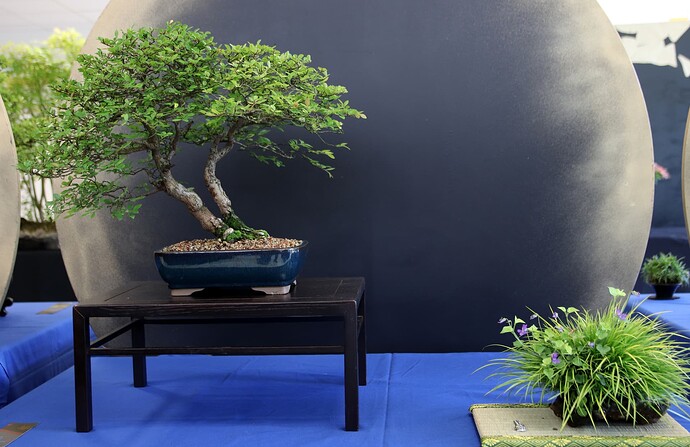 2025-05 Marcoussis (32)