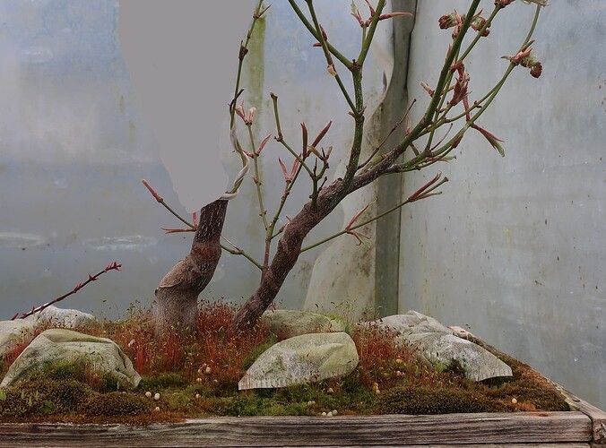 acer palmatum koto no ito 2025 03 21 (2virt)