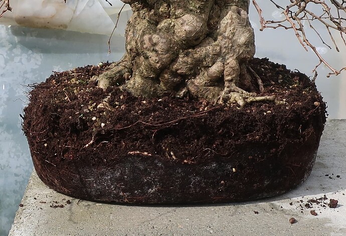 carpinus coreana 2025 03 13 (2)