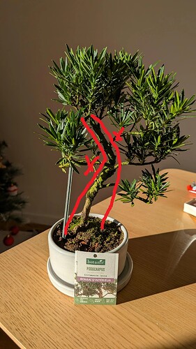 podocarpus goal