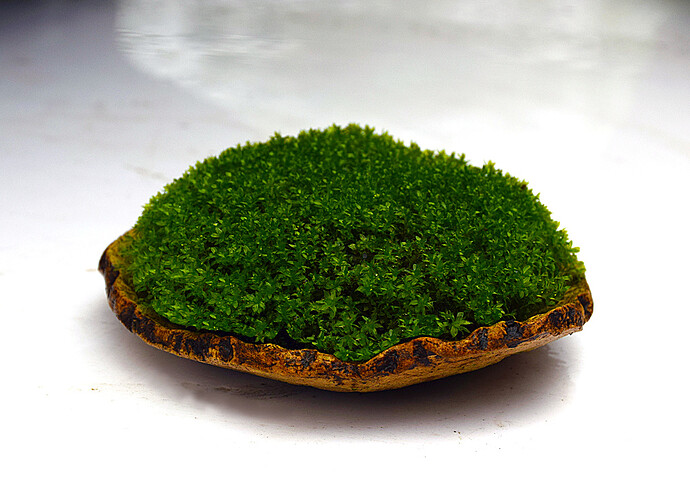 mousse10