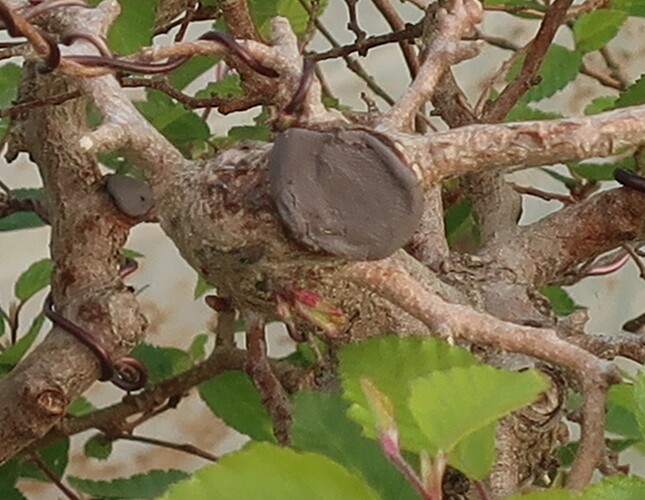 carpinus coreana 2025 04 28 (2)