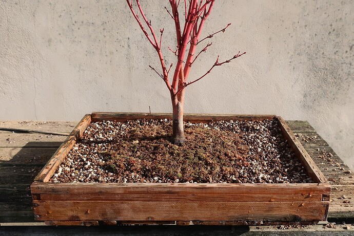 acer palmatum senkaki 2024 03 14 (8)