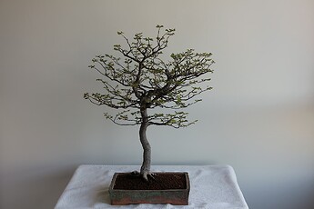 IMG_0942c