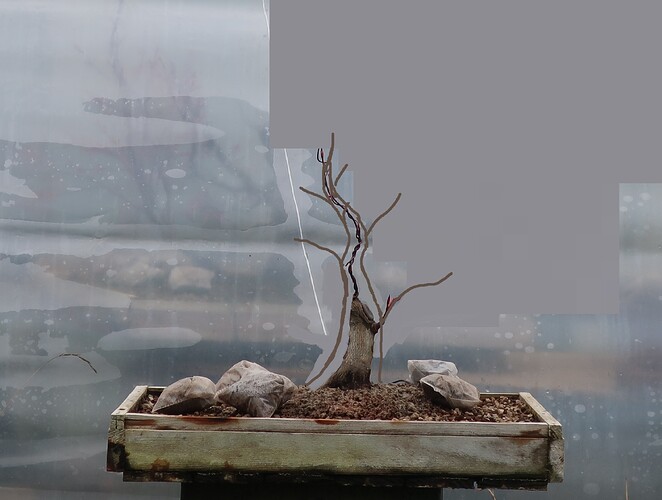 acer palmatum deshojo 2022 03 30 (1virt)