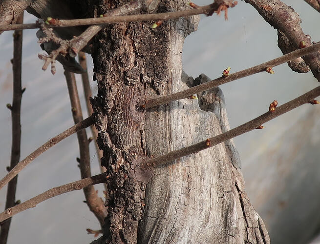 prunus mahaleb ikigai 2025 03 21 (2)