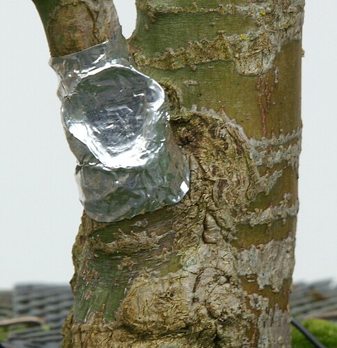 cicatrice basse 20241218