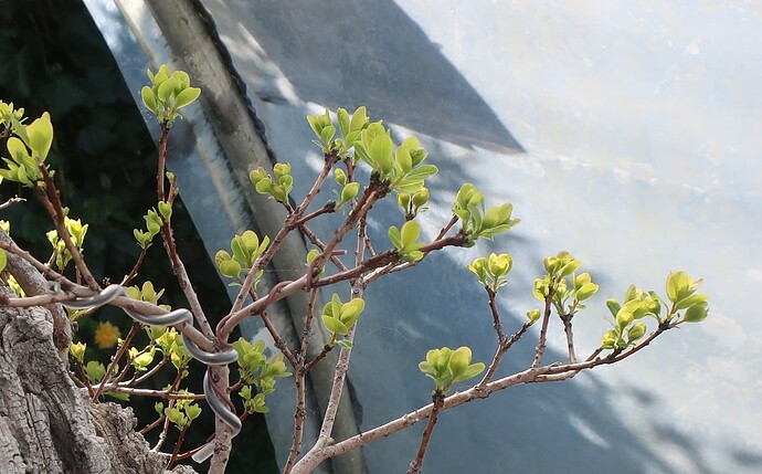 2025 04 10 Cotinus coggygria