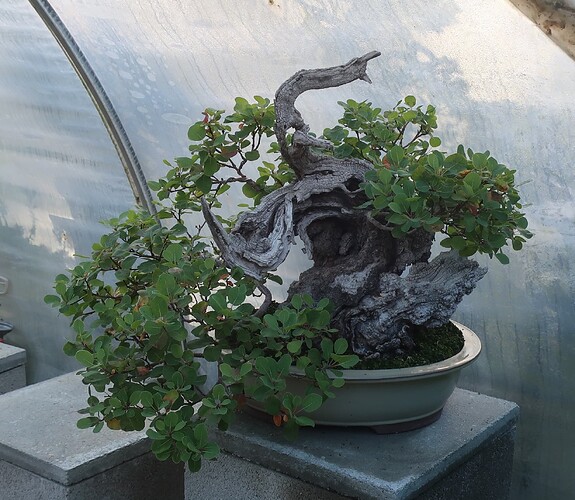 2025 09 09 Cotinus coggygria  (1)