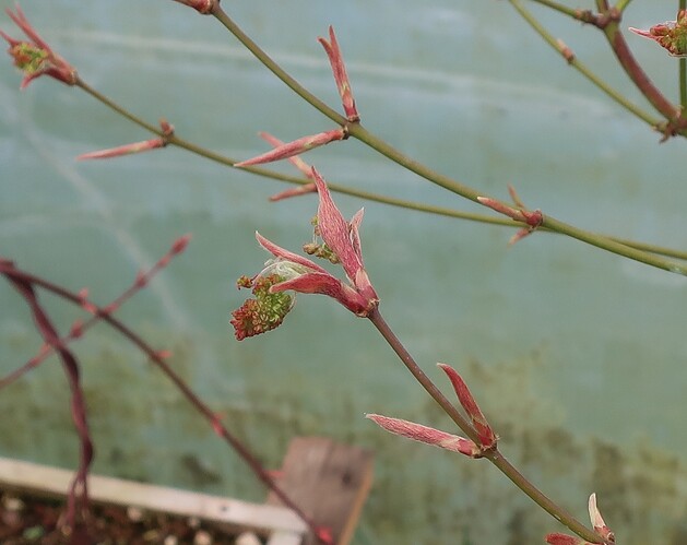 acer palmatum koto no ito 2025 03 21 (3)
