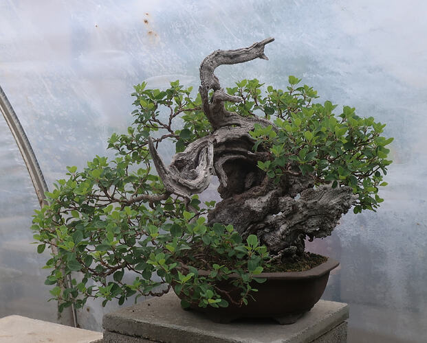 2026 07 01 Cotinus coggygria