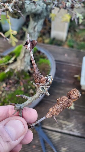 20251205_160915_resized