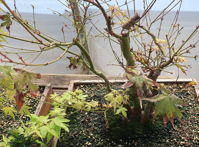 acer palmatum katsura 2026 08 31