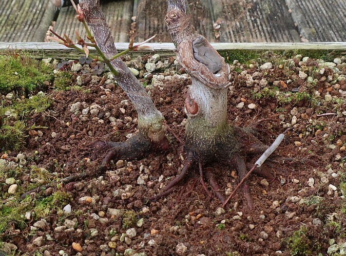 acer palmatum koto no ito 2024 02 27 (3)