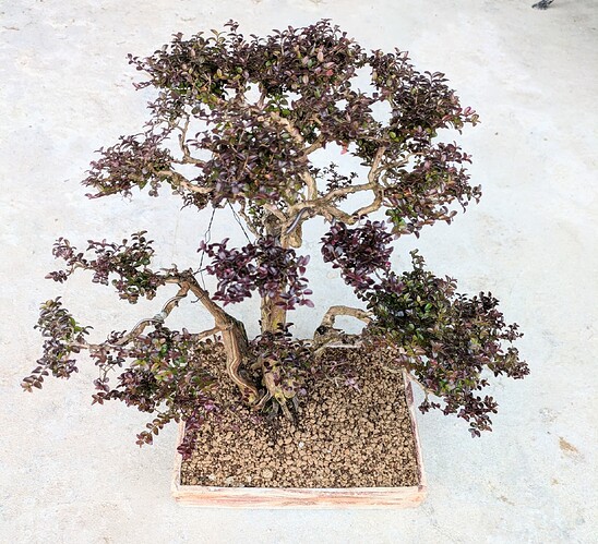 PXL_20250221_113618885~2