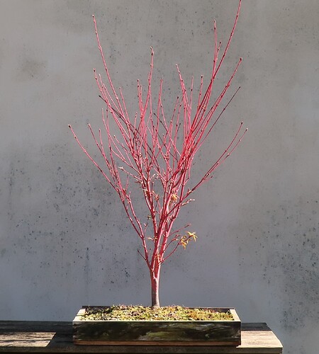 acer palmatum senkaki 2023 04 04 (1)