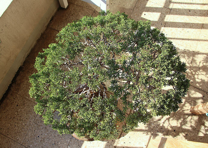 IMG_1004cc
