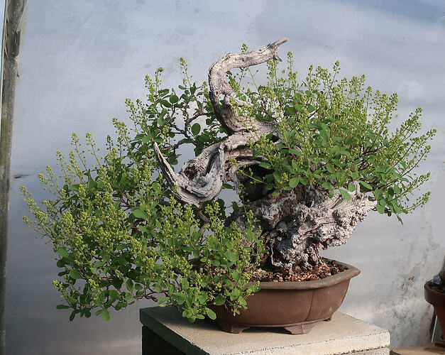 2026 04 21 Cotinus coggygria