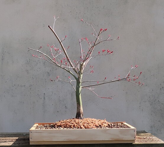 acer palmatum deshojo 2022 03 24 (10)