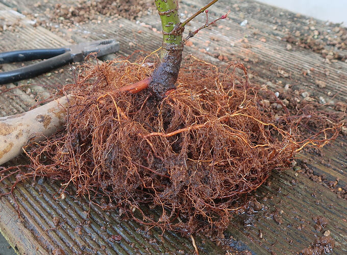 acer palmatum arakawa 2026 03 02 (4)