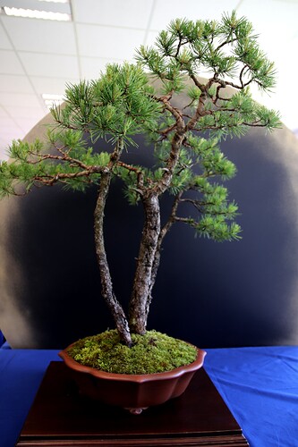 2025-05 Marcoussis (36)