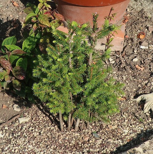 picea glehnii 2025 08 11