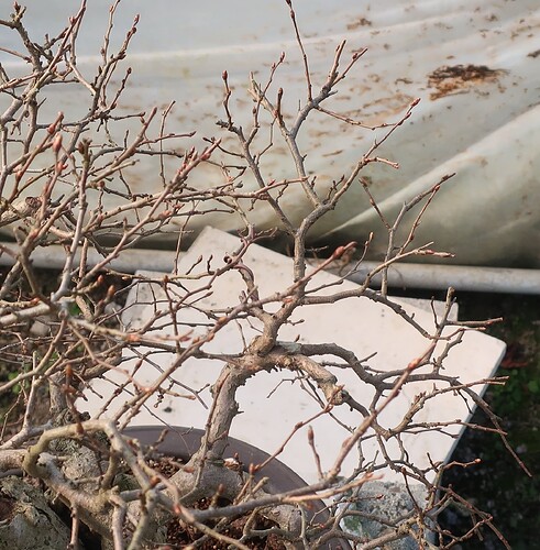 carpinus coreana 2025 03 17 (4)