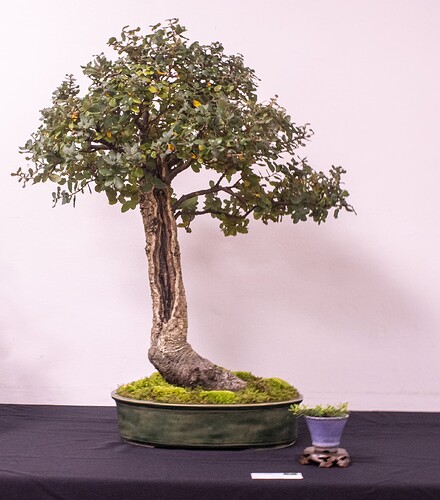 IMGP2952