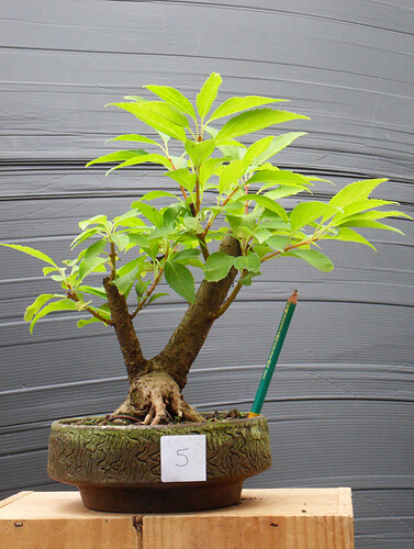 FORSYTHIA_N5