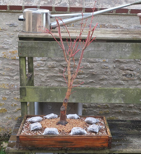 acer palmatum senkaki 2026 03 10 (12)