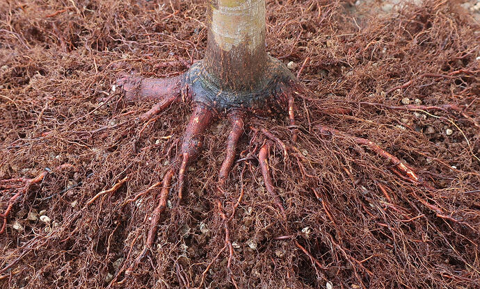 acer palmatum senkaki 2026 03 10 (5)