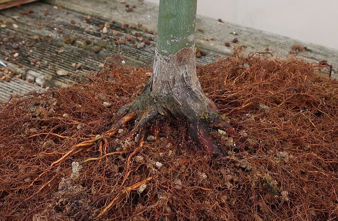 acer palmatum deshojo 2023 03 15 (4)