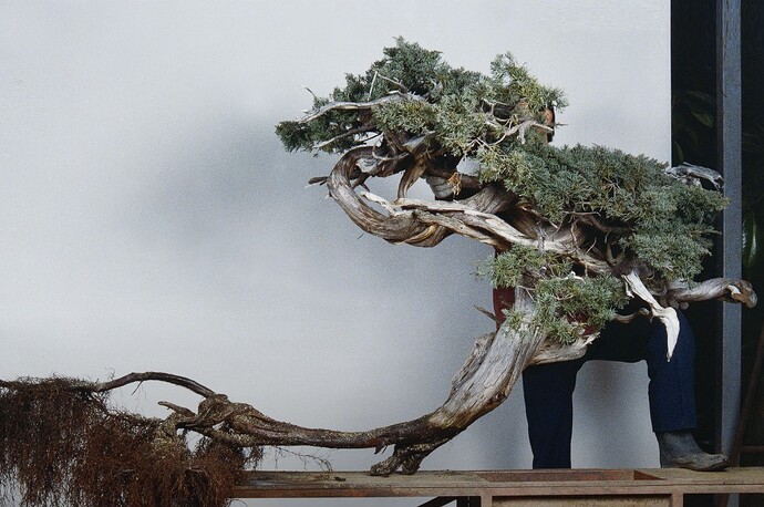 juniperus sargentii Toryu-no-Mai 1 (top20 Wabi Channel)