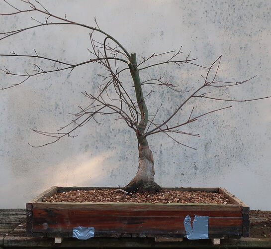 acer palmatum deshojo 2026 02 24 (11)