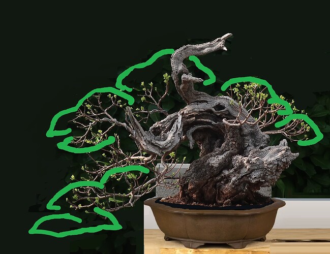 2025 04 05 Cotinus coggygria  (3 virt)