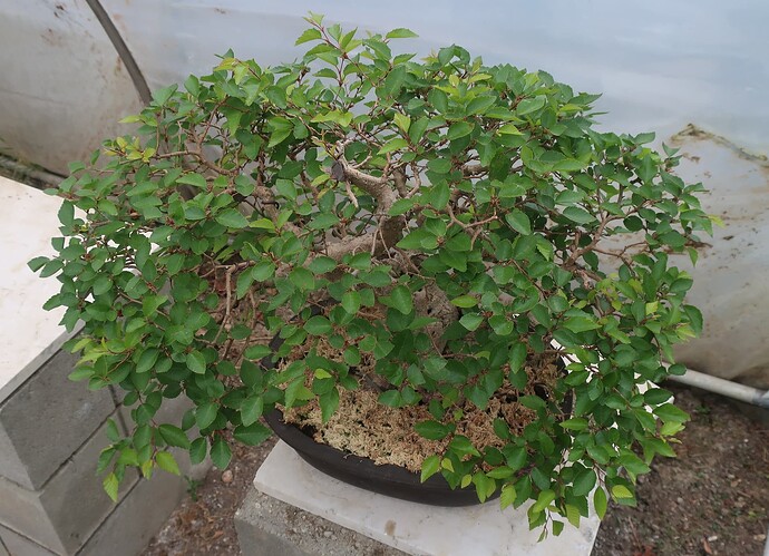 carpinus coreana 2025 05 27 (1)