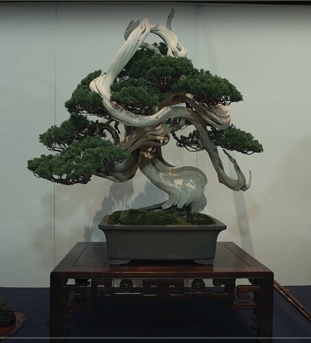 juniperus chinensis 02 Kokufu99