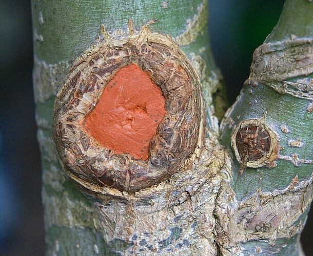 cicatrice face après travaux 20240225