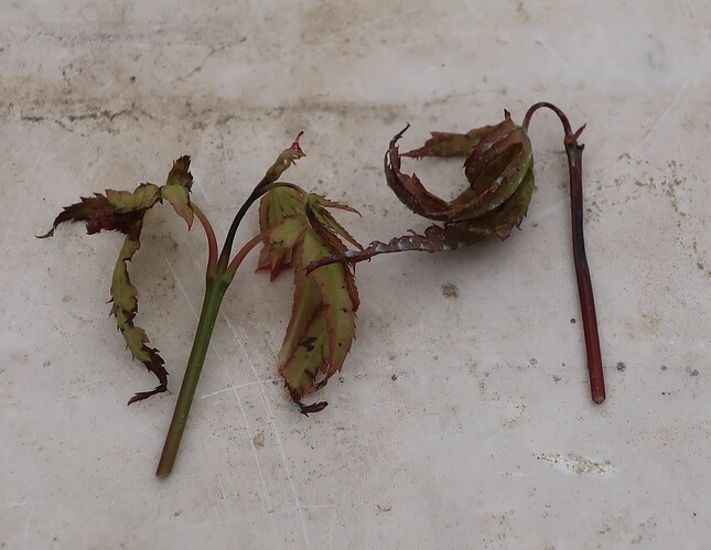 acer palmatum beni tsukasa 2021 07 30 002