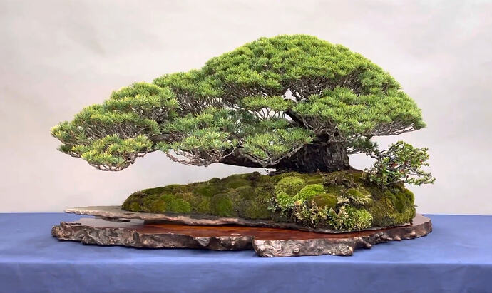 pinus pentaphylla dodu