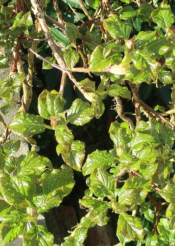 hydrangea petiolaris cordifolia 2025 03 23 (2)