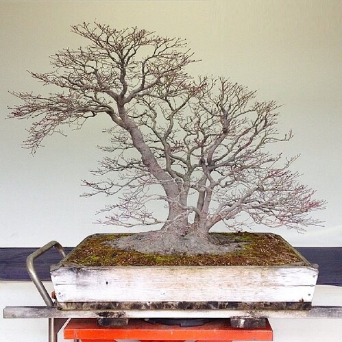 acer palmatum kouka-en