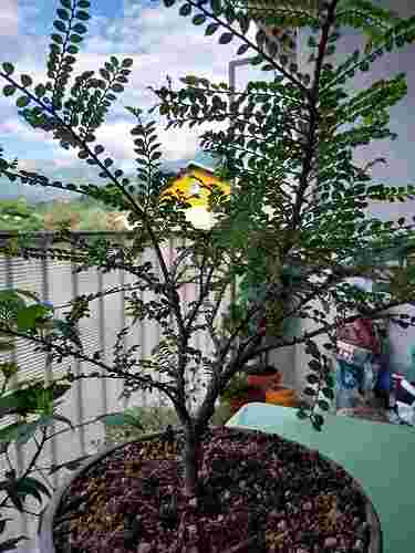 Ulmus1