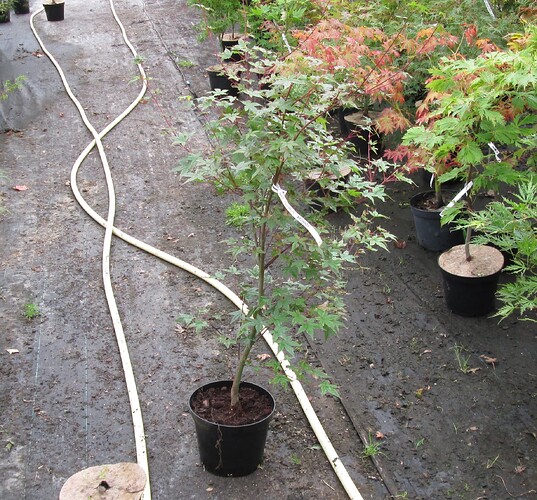 acer palmatum deshojo 2018 09 12 001