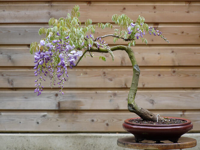 Glycine 001
