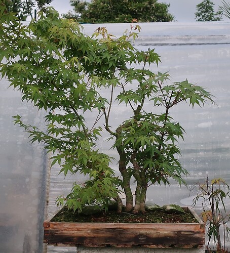 acer palmatum katsura 2025 06 02 (1)