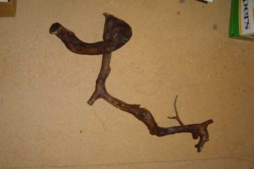 Olea2_1.jpg
